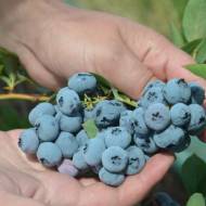 Саджанець Лохина Блю Кроп в контейнері